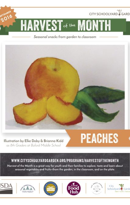16-9 Peaches
