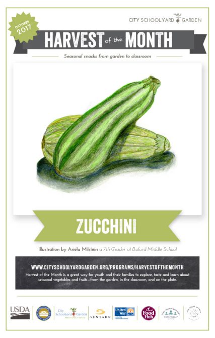 17-10 Zucchini
