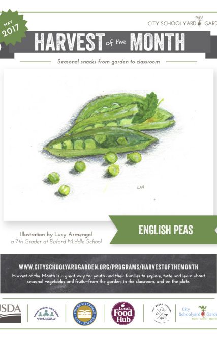 17-5 English Peas
