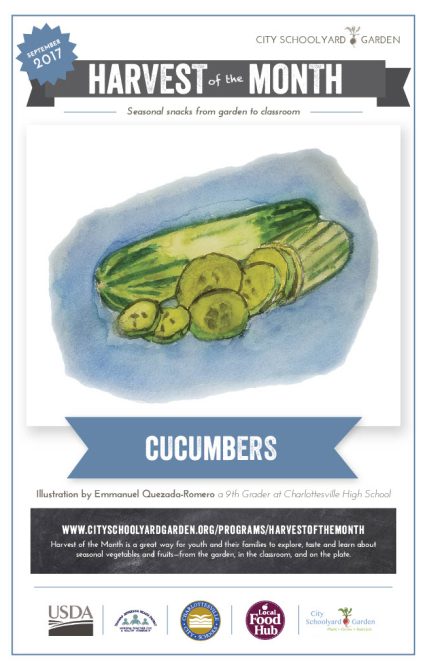 17-9 Cucumber