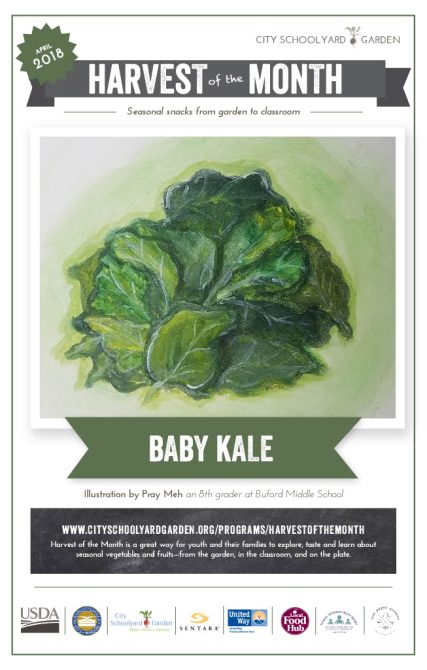18-4 Baby Kale