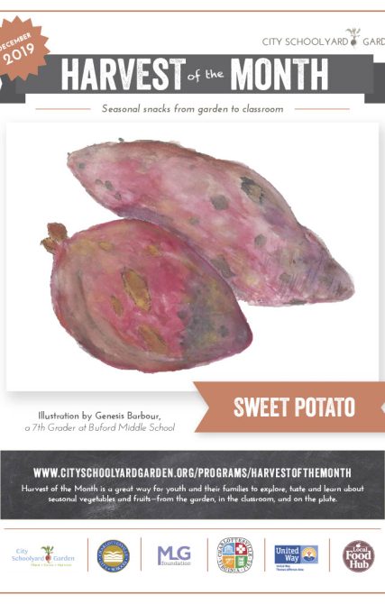 19-12 Sweet Potato