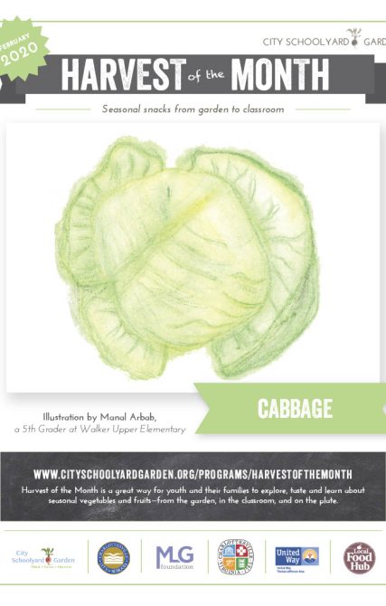 20-2 Cabbage