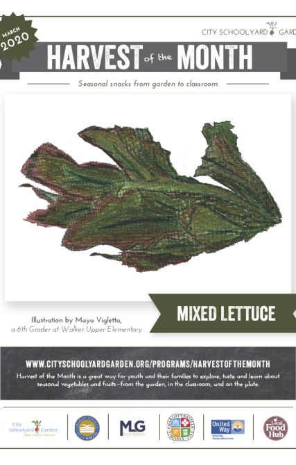 20-3 Mixed Lettuce